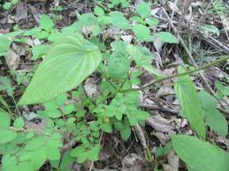 Attēlu rezultāti vaicājumam “Rosa glabrifolia”