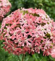 Image result for Lychnis chalcedonica `Dusky Salmon`