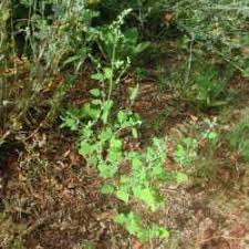 Attēlu rezultāti vaicājumam “Chenopodium acerifolium leaf”