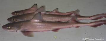 Image result for Mustelus canis