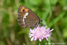 Attēlu rezultāti vaicājumam “Erebia ligea”