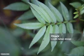 Attēlu rezultāti vaicājumam “Sorbus aucuparia leaf”