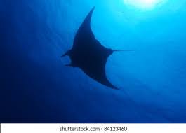 Image result for Mobula tarapacana