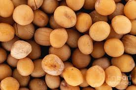 Attēlu rezultāti vaicājumam “Sinapis alba fruit”