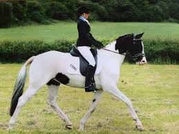 Image result for Chobham and District Riding Club