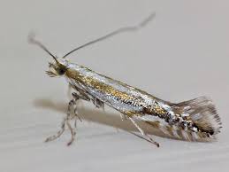 Attēlu rezultāti vaicājumam “Gracillariidae”