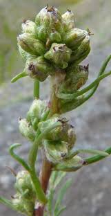 Attēlu rezultāti vaicājumam “Artemisia campestris”