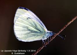 Attēlu rezultāti vaicājumam “Pieris napi female”