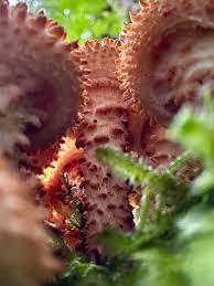 Attēlu rezultāti vaicājumam “Paludella squarrosa sporophyte”