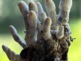 Attēlu rezultāti vaicājumam “Xylaria polymorpha”