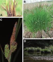 Attēlu rezultāti vaicājumam “Carex cespitosa”