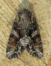 Attēlu rezultāti vaicājumam “Lacanobia contigua imago”