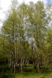 Attēlu rezultāti vaicājumam “Betula pubescens”