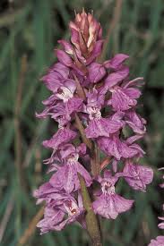 Attēlu rezultāti vaicājumam “Dactylorhiza maculata leaf”
