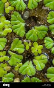 Attēlu rezultāti vaicājumam “Riccia”