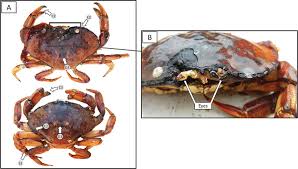 Image result for Cancer irroratus