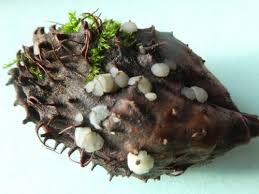 Attēlu rezultāti vaicājumam “Hymenoscyphus imberbis”