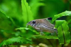 Image result for fish corydoras