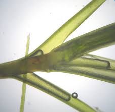 Attēlu rezultāti vaicājumam “Ditrichum flexicaule”