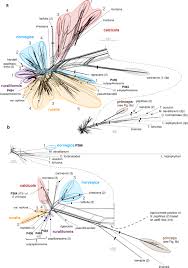 Attēlu rezultāti vaicājumam “Syntrichia ruralis var. ruralis”