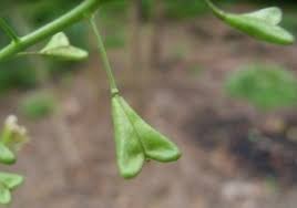 Attēlu rezultāti vaicājumam “Capsella bursa-pastoris fruit”