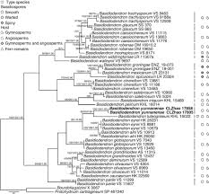 Attēlu rezultāti vaicājumam “Basidiodendron”