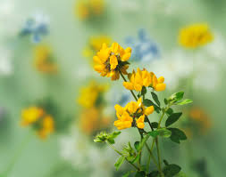 Attēlu rezultāti vaicājumam “Lotus corniculatus flower”