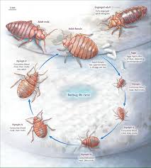 Image result for bed bugs