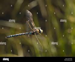 Attēlu rezultāti vaicājumam “Aeshna juncea male”