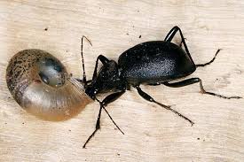 Attēlu rezultāti vaicājumam “Cychrus caraboides”