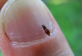 Attēlu rezultāti vaicājumam “Aleurochiton aceris nymph”