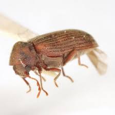 Attēlu rezultāti vaicājumam “Anobium pertinax”