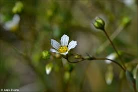 Attēlu rezultāti vaicājumam “Linum catharticum flower”