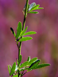 Attēlu rezultāti vaicājumam “Melilotus officinalis leaf”