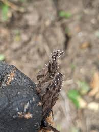 Attēlu rezultāti vaicājumam “Didymium xanthopus spores”