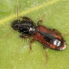 Attēlu rezultāti vaicājumam “Carabidae”