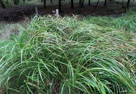 Attēlu rezultāti vaicājumam “Scirpus sylvaticus”