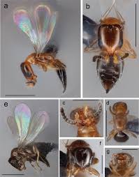 「カリーナ・モク DARKER THAN BLACK -黒の契約者-」の画像検索結果