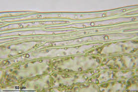 Attēlu rezultāti vaicājumam “Bryum schleicheri”