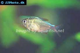 Attēlu rezultāti vaicājumam “Bilimbia tetramera”