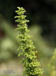 Image result for Chenopodium botrys