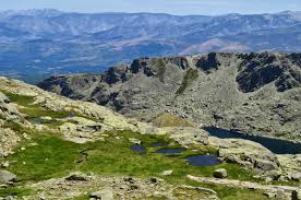 Attēlu rezultāti vaicājumam “Nardus stricta”