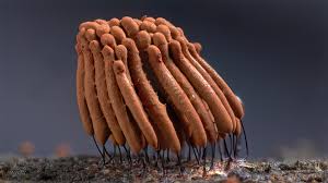 Attēlu rezultāti vaicājumam “Stemonitis marjana macro”