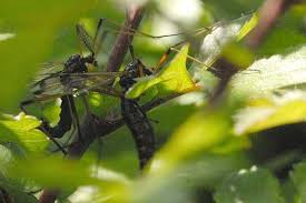 Attēlu rezultāti vaicājumam “Dictenidia bimaculata male”