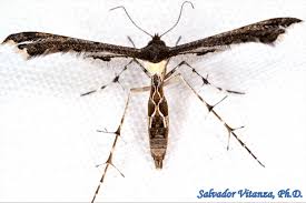 Attēlu rezultāti vaicājumam “Pterophoridae”