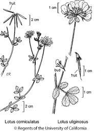 Attēlu rezultāti vaicājumam “Lotus corniculatus flower”