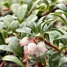 Attēlu rezultāti vaicājumam “Arctostaphylos uva-ursi leaf”