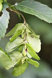 Attēlu rezultāti vaicājumam “Carpinus caroliniana male flower”