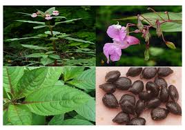 Attēlu rezultāti vaicājumam “Impatiens glandulifera fruit”
