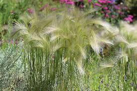 Attēlu rezultāti vaicājumam “Hordeum jubatum”